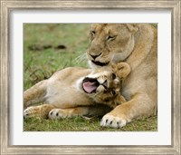 Framed Kenya, Masai Mara, Keekorok Lodge. African lions