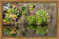 Framed Plants of the water's edge, Mount Kenya National Park, Kenya