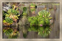 Framed Plants of the water's edge, Mount Kenya National Park, Kenya