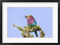 Framed Lilac-breasted Roller with a walking stick insect, Serengeti, Tanzania