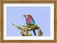 Framed Lilac-breasted Roller with a walking stick insect, Serengeti, Tanzania