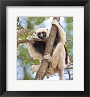 Framed Madagascar, Sifaka lemur wildlife in tree