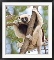 Framed Madagascar, Sifaka lemur wildlife in tree