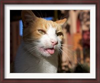 Framed Male, Orange Tabby Cat, Morocco