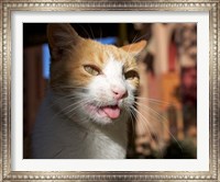 Framed Male, Orange Tabby Cat, Morocco