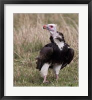 Framed Kenya. White-headed vulture standing in grass.