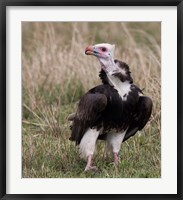 Framed Kenya. White-headed vulture standing in grass.