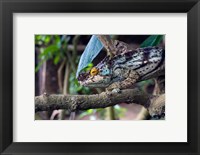 Framed Chameleon on tree limb, Madagascar