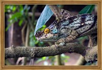 Framed Chameleon on tree limb, Madagascar