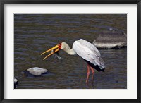 Framed Kenya, Masai Mara. Yellow-billed stork, fish prey