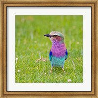 Framed Kenya. Lilac-breasted Roller bird, Lake Naivasha