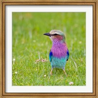 Framed Kenya. Lilac-breasted Roller bird, Lake Naivasha
