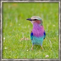 Framed Kenya. Lilac-breasted Roller bird, Lake Naivasha