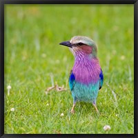 Framed Kenya. Lilac-breasted Roller bird, Lake Naivasha