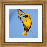 Framed Masked Weaver bird, Drakensberg, South Africa