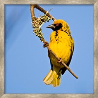 Framed Masked Weaver bird, Drakensberg, South Africa