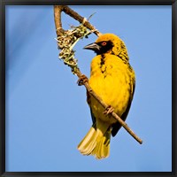 Framed Masked Weaver bird, Drakensberg, South Africa