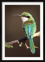 Framed Kenya, Somali bee-eater, tropical bird on limb