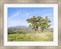 Framed Mount Kenya NP, Site in the highlands of central Kenya, Africa. UNESCO