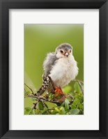 Framed Pygmy Falcon, Samburu Game Reserve, Kenya