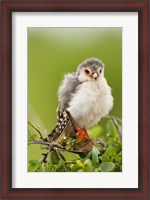 Framed Pygmy Falcon, Samburu Game Reserve, Kenya