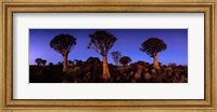 Framed Namibia, Keetmanshoop, Quiver Tree, Kokerboomwoud