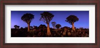 Framed Namibia, Keetmanshoop, Quiver Tree, Kokerboomwoud
