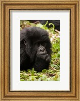 Framed Gorilla resting, Volcanoes National Park, Rwanda
