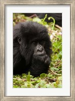 Framed Gorilla resting, Volcanoes National Park, Rwanda