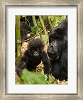 Framed Adult and baby Gorilla, Volcanoes National Park, Rwanda
