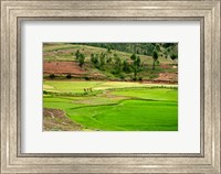 Framed People working in green rice fields, Madagascar