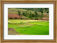 Framed People working in green rice fields, Madagascar