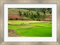 Framed People working in green rice fields, Madagascar