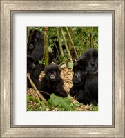 Framed Group of Gorillas, Volcanoes National Park, Rwanda