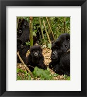 Framed Group of Gorillas, Volcanoes National Park, Rwanda