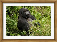 Framed Mountain Gorilla, Volcanoes National Park, Rwanda