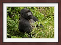 Framed Mountain Gorilla, Volcanoes National Park, Rwanda