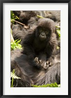 Framed Baby Mountain Gorilla, Volcanoes National Park, Rwanda