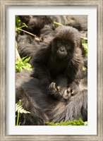 Framed Baby Mountain Gorilla, Volcanoes National Park, Rwanda