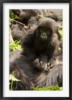 Framed Baby Mountain Gorilla, Volcanoes National Park, Rwanda