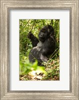 Framed Gorilla holding a vine, Volcanoes National Park, Rwanda