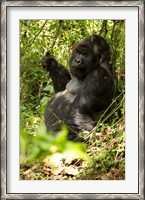 Framed Gorilla holding a vine, Volcanoes National Park, Rwanda