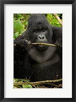 Framed Gorilla chewing, Volcanoes National Park, Rwanda
