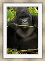Framed Gorilla chewing, Volcanoes National Park, Rwanda
