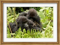 Framed Pair of Gorillas, Volcanoes National Park, Rwanda