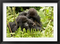 Framed Pair of Gorillas, Volcanoes National Park, Rwanda