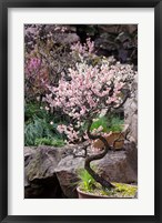 Framed Pink spring blooms on tree, Yu Yuan Gardens, Shanghai, China