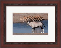 Framed Namibia, Etosha NP, Chudop, Oryx, black-faced impala