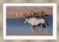 Framed Namibia, Etosha NP, Chudop, Oryx, black-faced impala