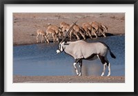 Framed Namibia, Etosha NP, Chudop, Oryx, black-faced impala